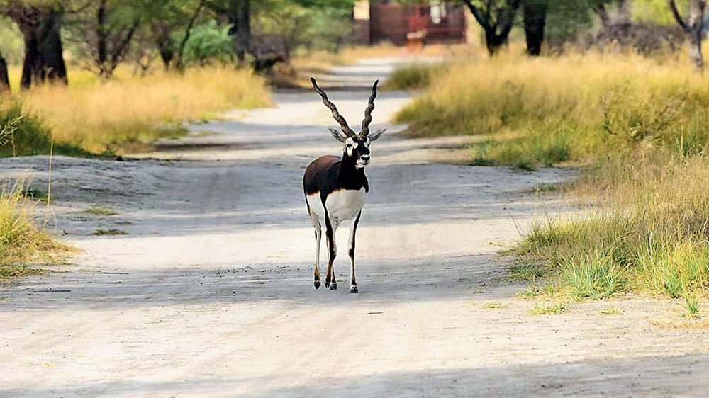 Unique Places to Visit in Rajasthan - Unveil the Hidden Marvels that Will Leave You Spellbound